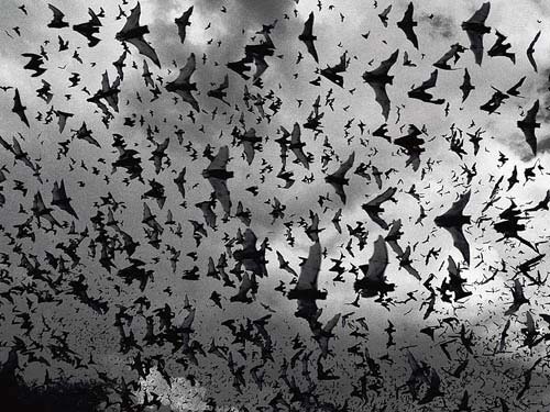 bat-swarm.jpg