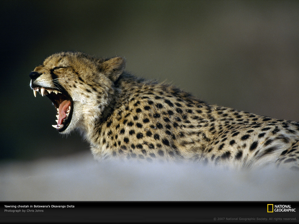 yawning-cheetah-okavango-delta-642897-lw.jpg