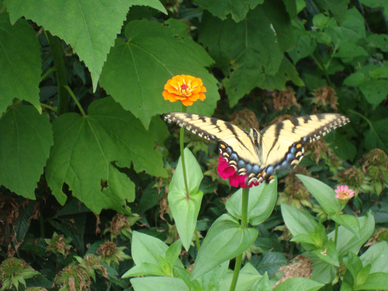 DSC04278.jpg